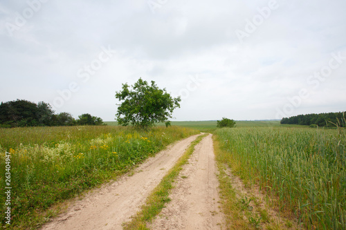 Rural summer landscape with the field and the road