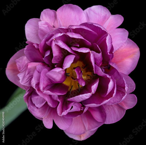 Bright terry tulip