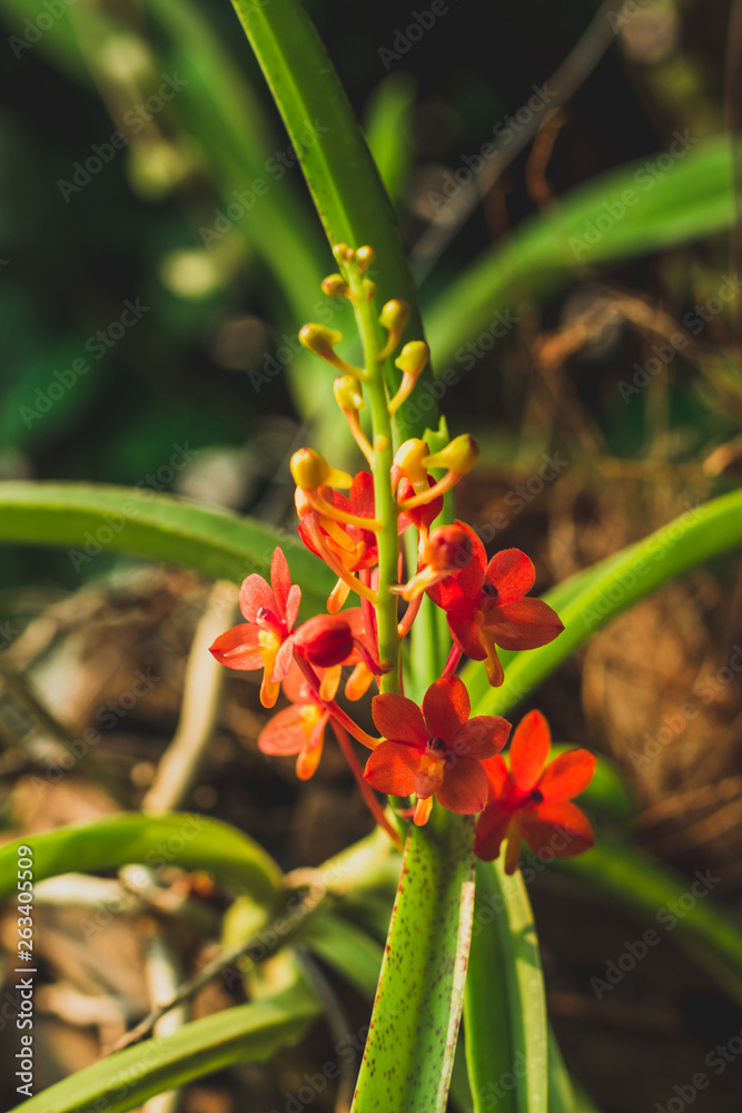 Fototapeta premium red flowers