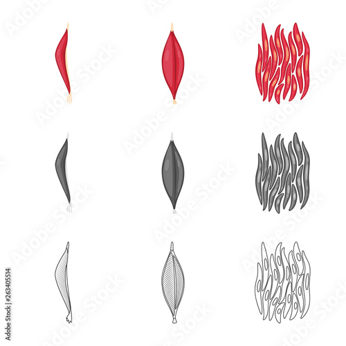 Vector illustration of fiber and muscular logo. Collection of fiber and body  stock symbol for web.