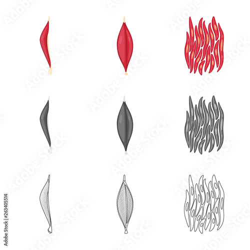 Vector illustration of fiber and muscular logo. Collection of fiber and body stock symbol for web.