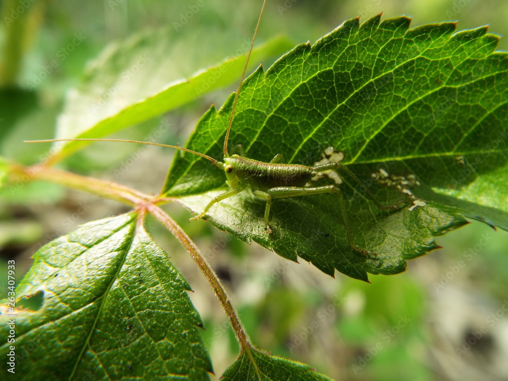 ヤブキリ 幼体 grasshopper ヤブキリ 幼体 grasshopper