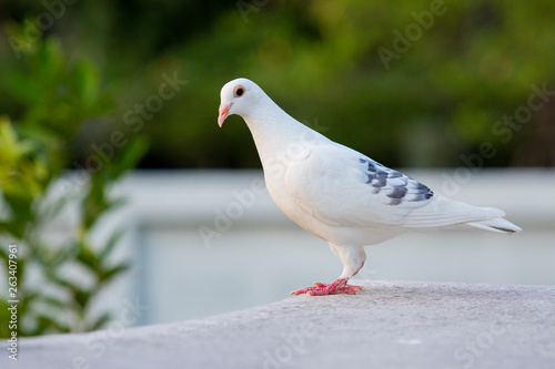 white feather of speed racing pigeon standing on home loft roof