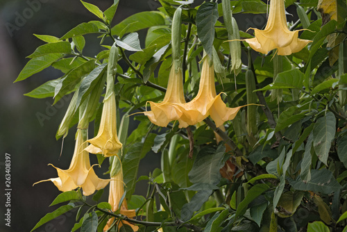 Many yellow Brugmansia named angels trumpet or Datura flower blossom in Panama