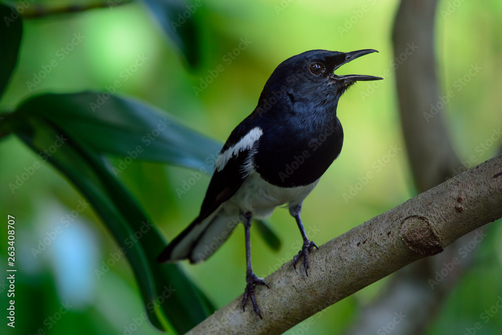 Fototapeta premium Oriental Magpie Robin bird