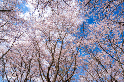 桜 © GOTO YOSHIHIKO