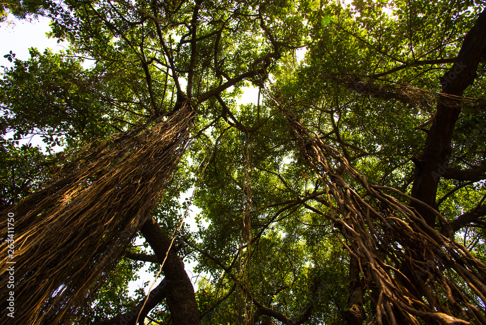 Fototapeta premium Tree Hanging Prop Roots