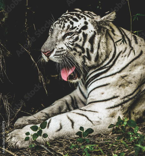 A Royal Bengal Indian White Tiger spotted with its mouth wide open in its natural habitat in the wilderness of the forest