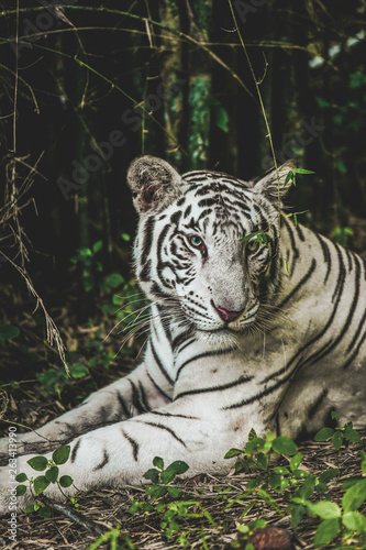 The Royal Bengal Indian White Tiger, spotted at rest in its natural habitat in the wilderness of the jungle.