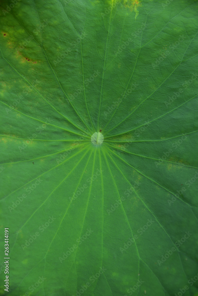 leaves of lotus leaves of lotus