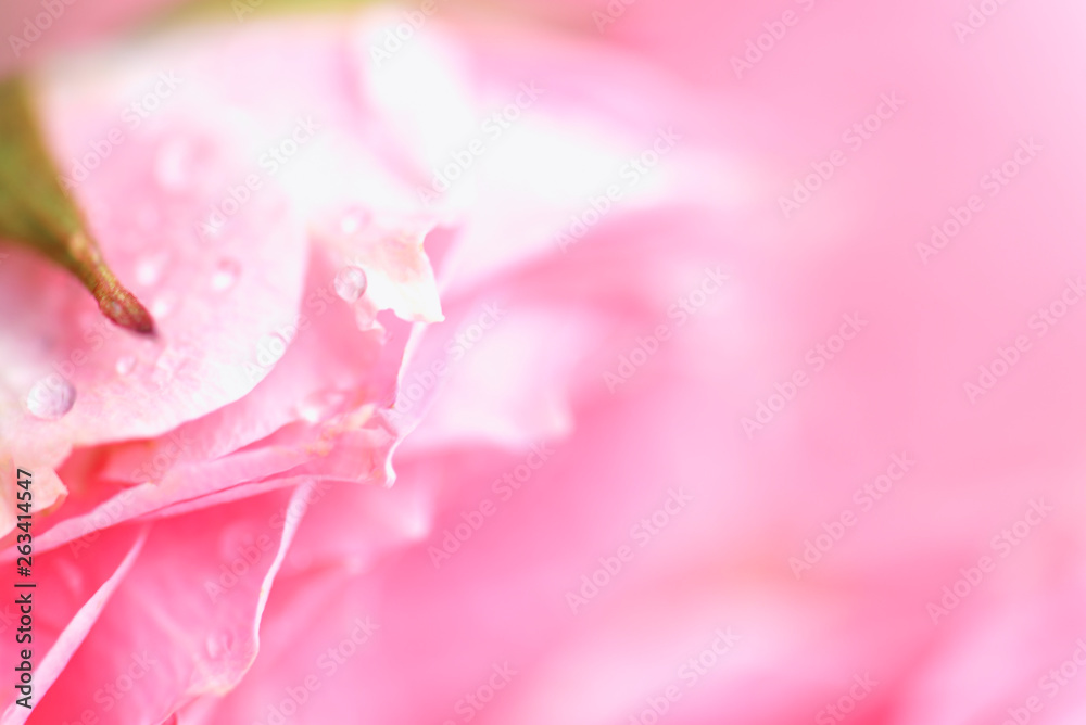 Pink rose bud close up