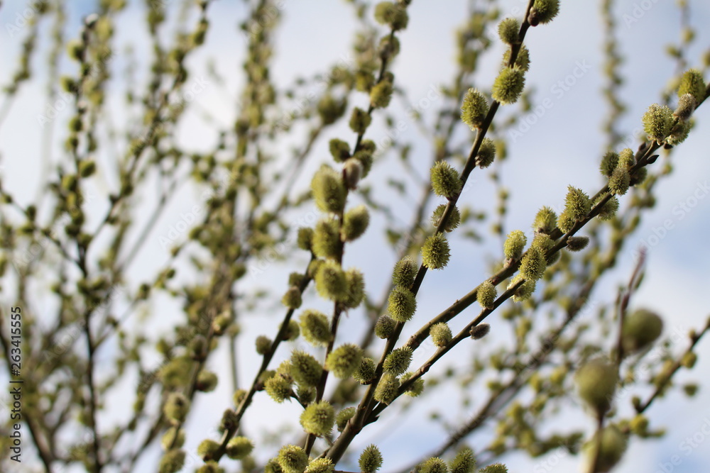 willow willow