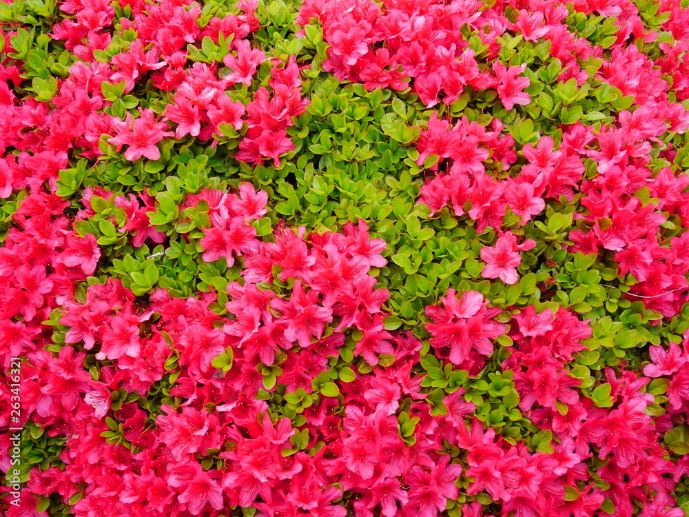 Fototapeta premium ツツジの花