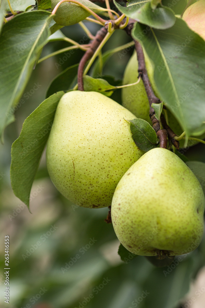  pear on tree with leaves shallow depth of field.