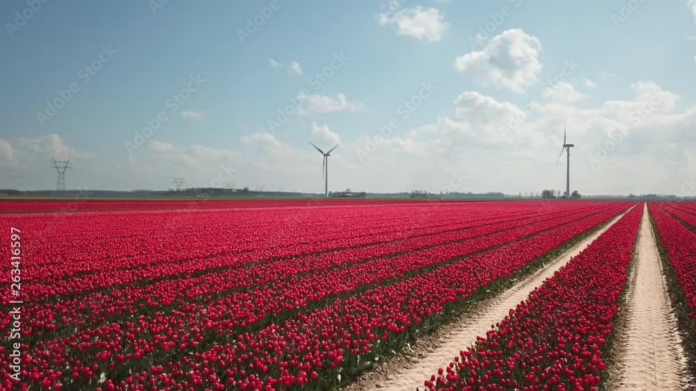 Red Tulip Flower fields in Holland - Aerial Red Tulip Flower fields in Holland - Aerial
