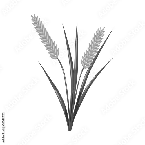 Isolated object of grain and rice  sign. Collection of grain and garden stock vector illustration.