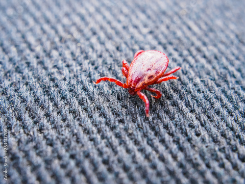 Red tick spring creeps on denim. Closeup of a parasite photo