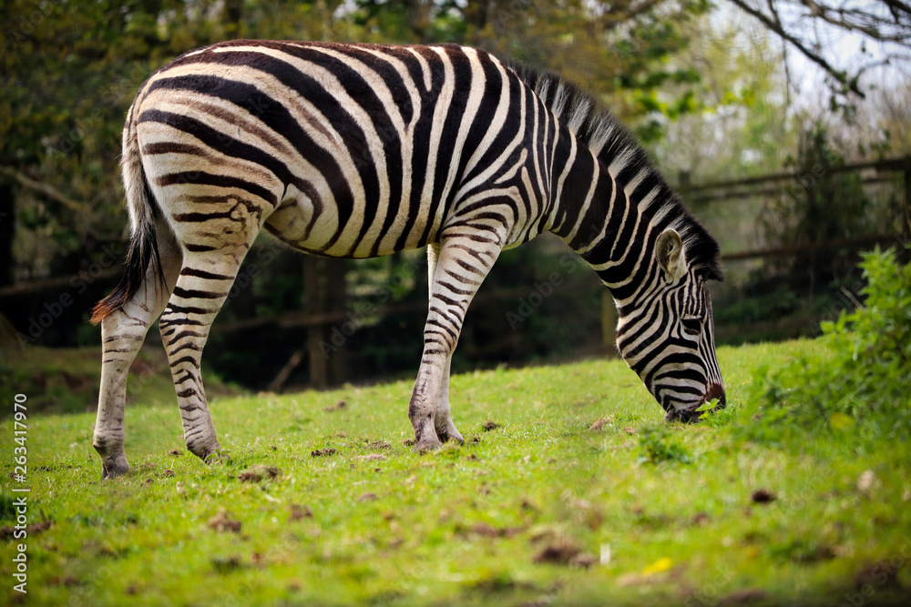 Zebra eating grass Zebra eating grass