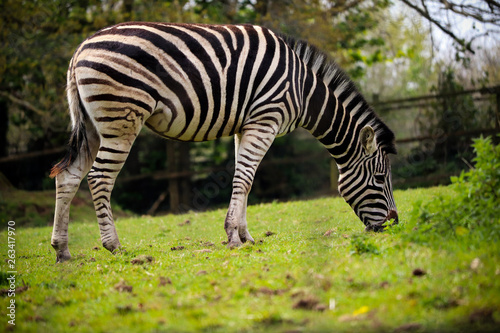 Zebra eating grass