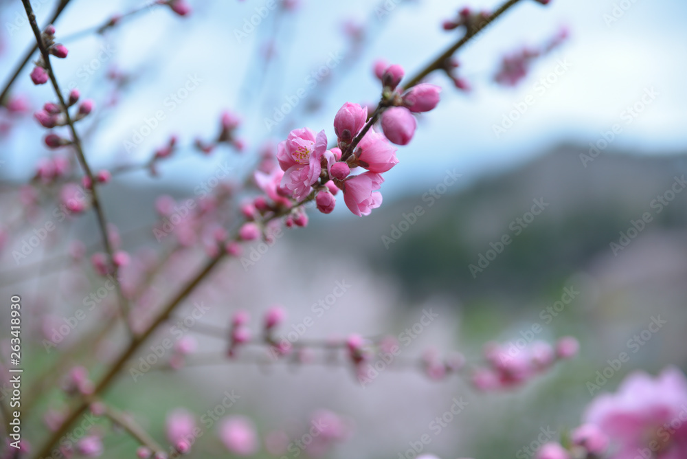 花桃の花と蕾