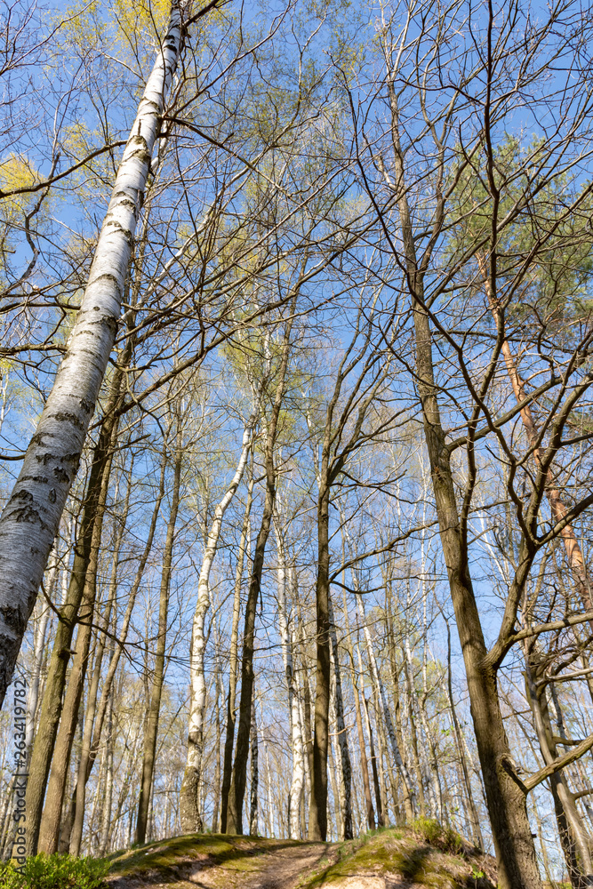 Fototapeta premium Deciduous woodland with fresh spring leaves