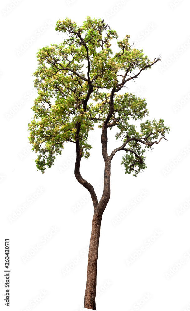Isolated tree on white background Isolated tree on white background