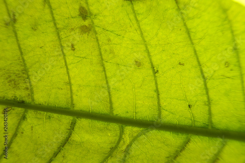 green texture of leaf