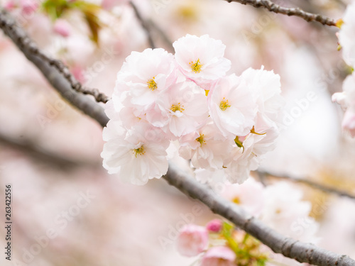 Double Cherry Blossom Close Up, Japan