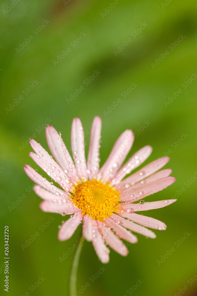Fototapeta premium Daisy flower with droplets. Chrysanthemum sp.