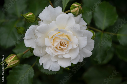Rose flower closeup. Shallow depth of field. Spring flower of white rose