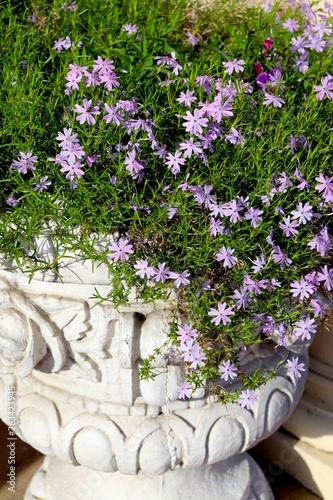 Potted Plant Purple Flowers