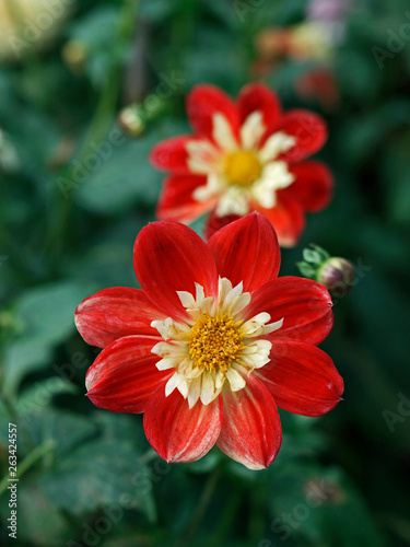 Dahlia 'La Giaconda' close up in a flower border