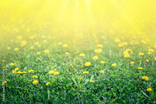 Close up of green field with yellow dandelions with soft yellow gradient copy space for text. Spring flowers background. Soft focus.