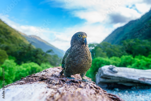 Obraz na płótnie kea, mountain parrot on a tree trunk, southern alps, new zealand w salonie