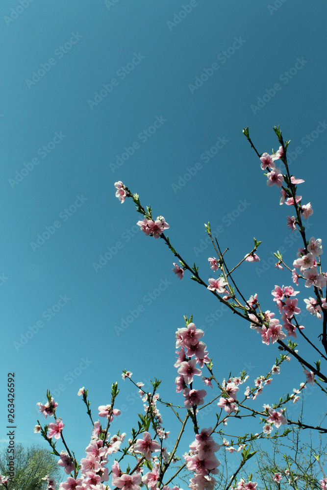 pink cherry blossom flower in spring time over blue sky. pink cherry blossom flower in spring time over blue sky.