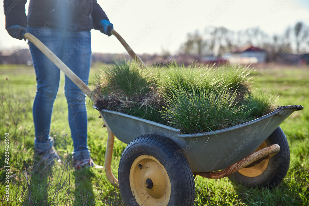Woman in a warm jacket drives a wheelbarrow with turf. The process of ...