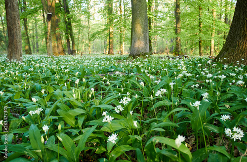 Close-up view of white flowers of bear garlic or ramson on meadow in forest with sunshine. spring day.