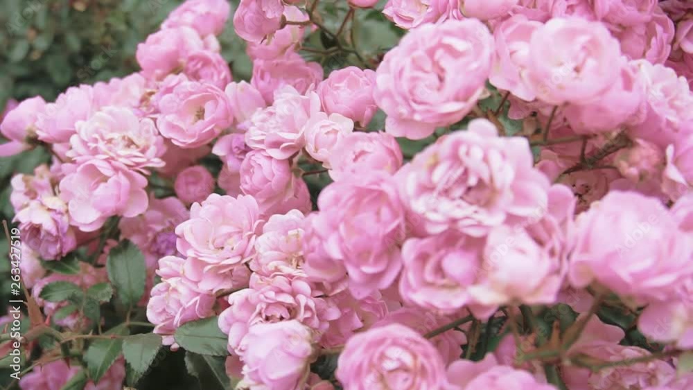 beautiful bouquet of flowers beautiful bouquet of flowers
