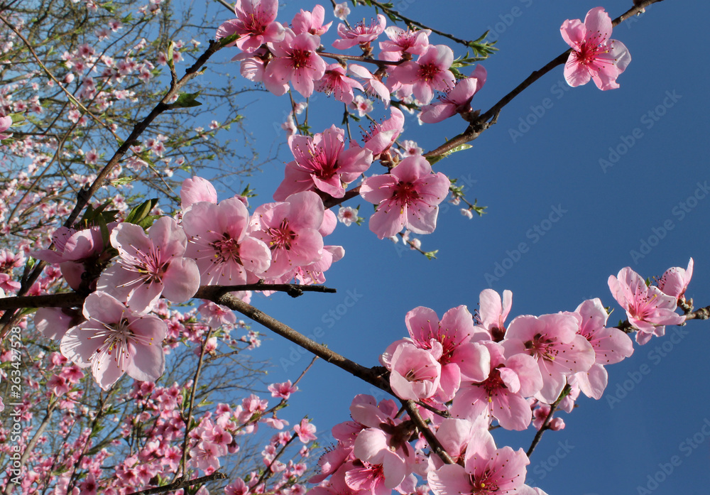 pink cherry blossom flower in spring time over blue sky. pink cherry blossom flower in spring time over blue sky.