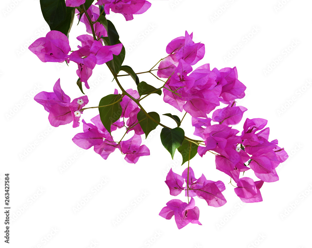 Closeup of bougainvillea flowers and leaves - obrazy, fototapety, plakaty 