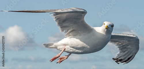 a seagull in flight
