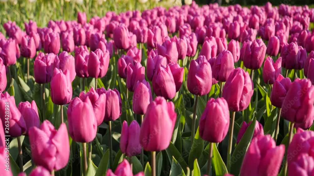 Flower beds with a variety of beautiful tulips in Keukenhof park in the Netherlands Flower beds with a variety of beautiful tulips in Keukenhof park in the Netherlands