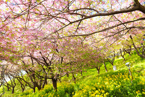 松田山の桜