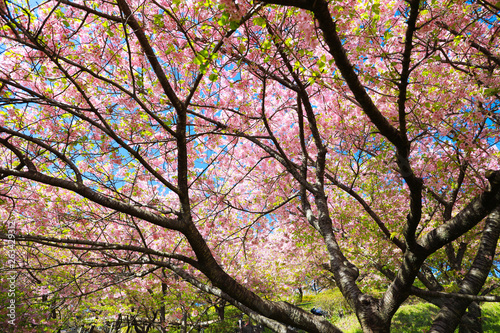松田山の桜