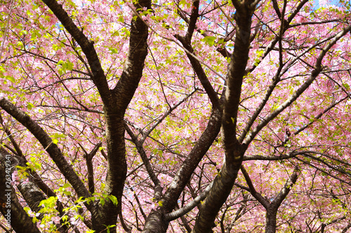 松田山の桜