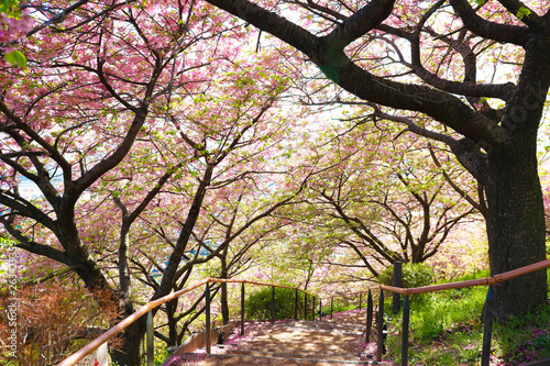 松田山の桜