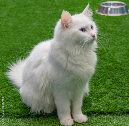 Amazing blue and yellow eyed turkish van cat