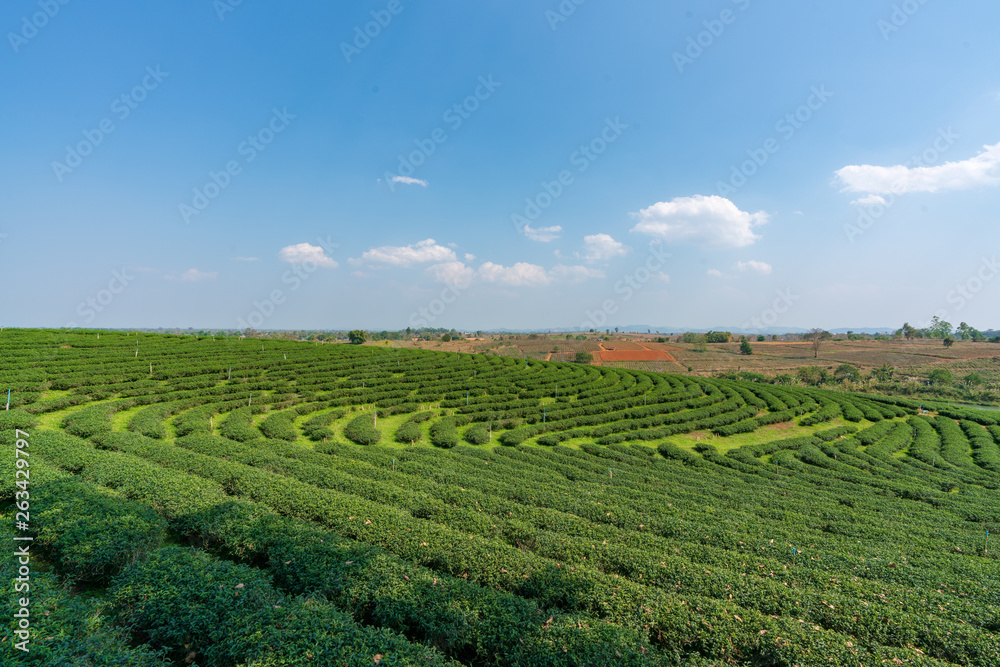 茶畑 茶畑