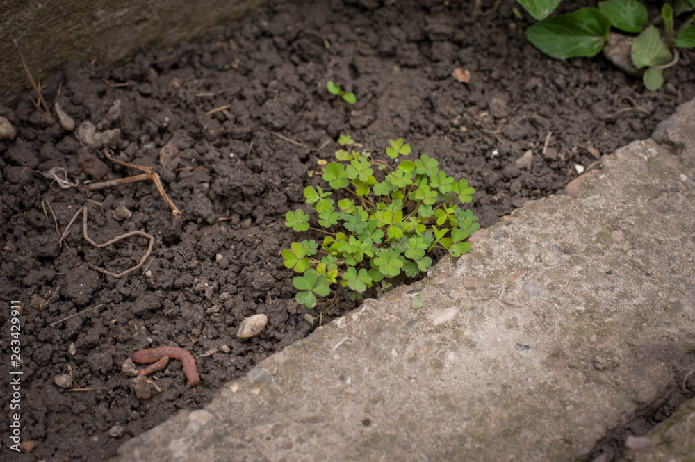 Beautiful fresh green plants in the garden Beautiful fresh green plants in the garden