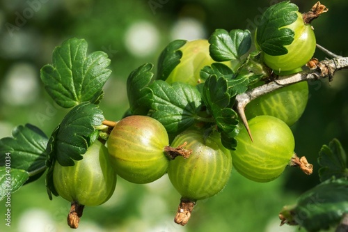 Gooseberry (Ribes uva-crispa) photo